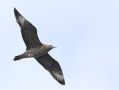 Parasitic Jaeger